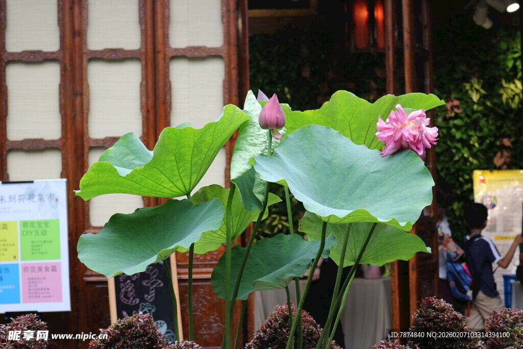 窗前绽放的娇艳荷花