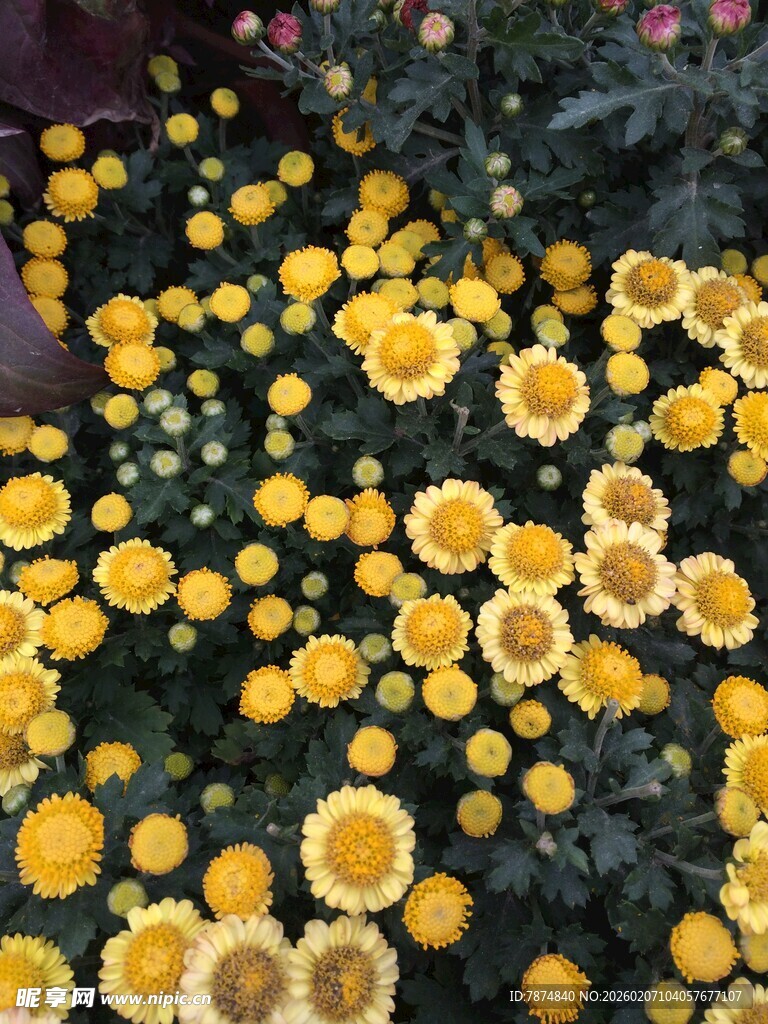 金黄雏菊绽放美丽花簇