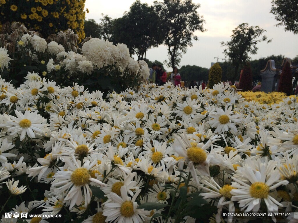 盛放的白色菊花花海