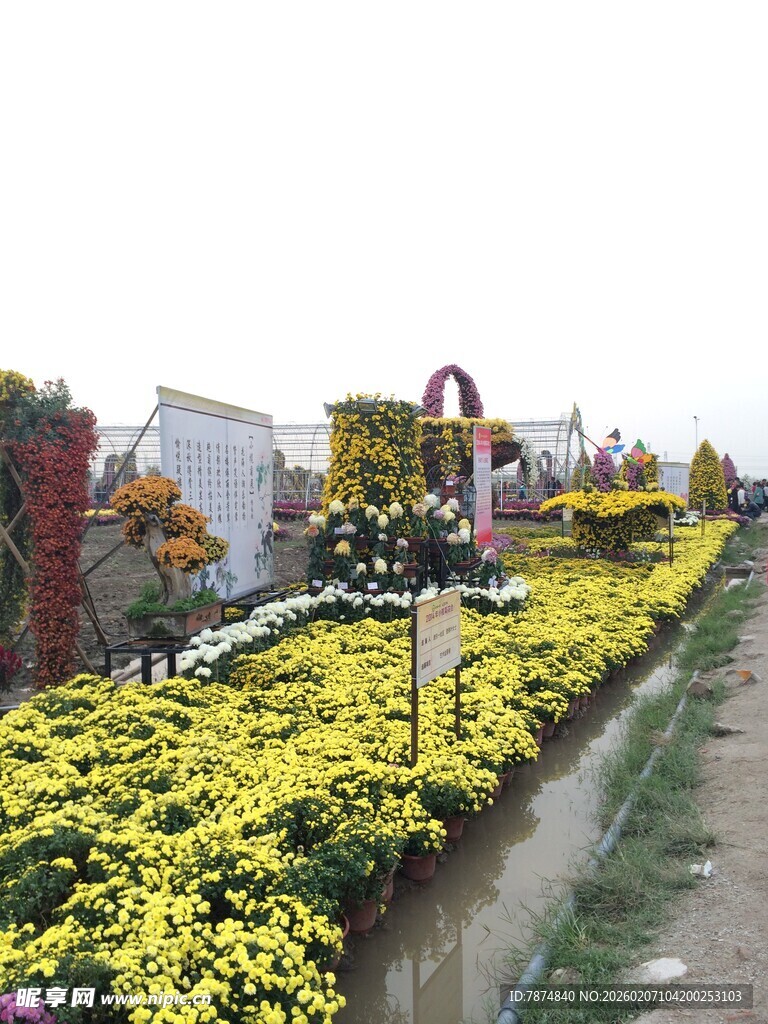 菊花装点的美丽户外景观