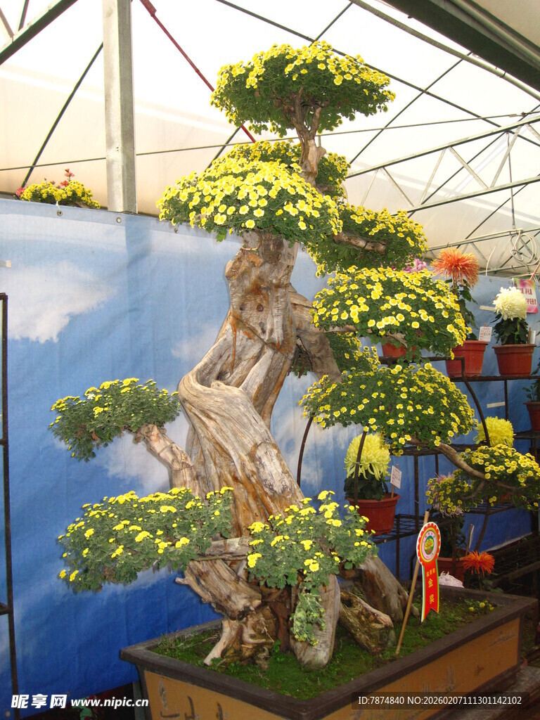 精美盆景造型独特