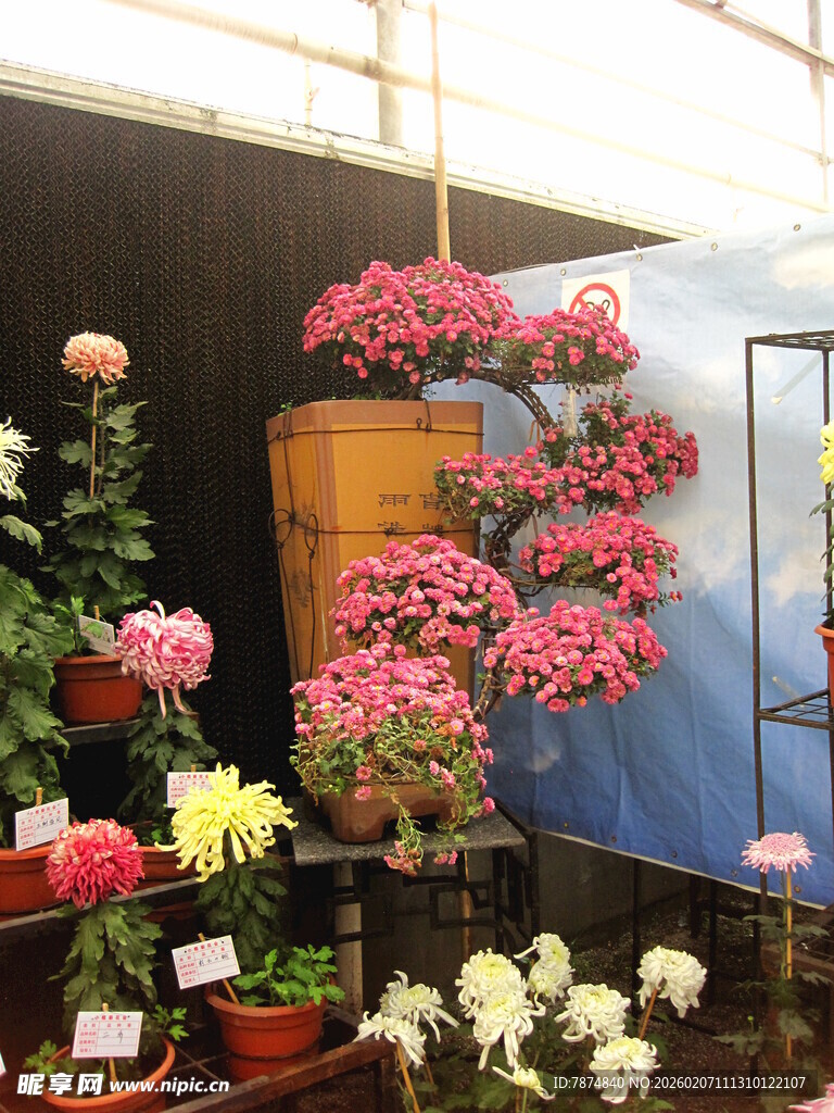 多彩花卉室内展示