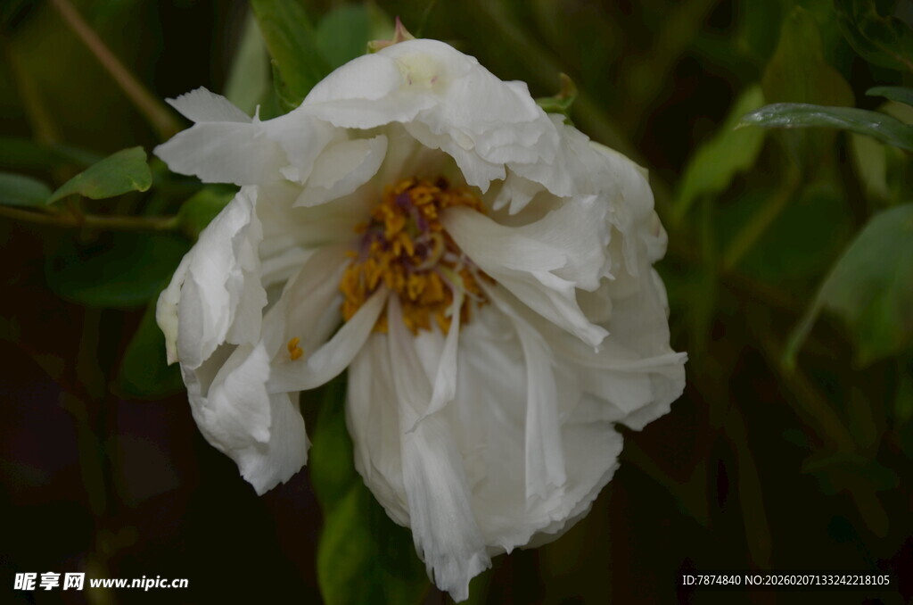枯萎白花中的黄蜘蛛