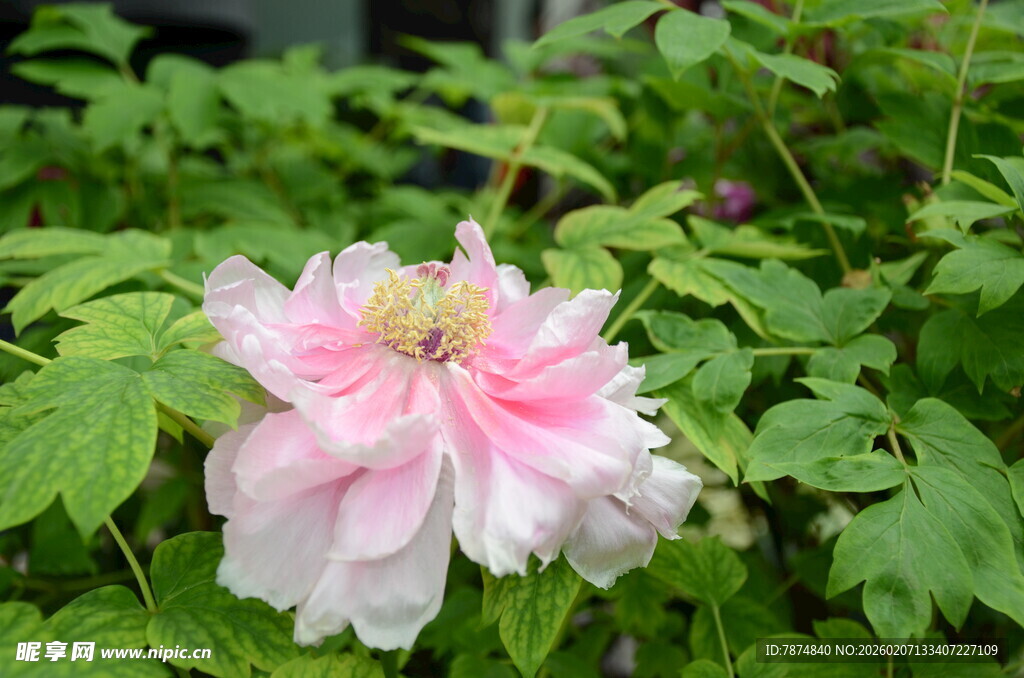 娇艳粉色牡丹花绽放