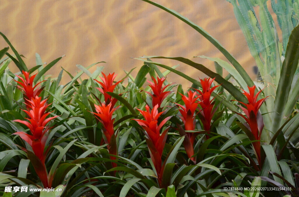 鲜艳火把莲近景特写