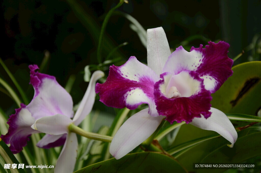 双色兰花绽放