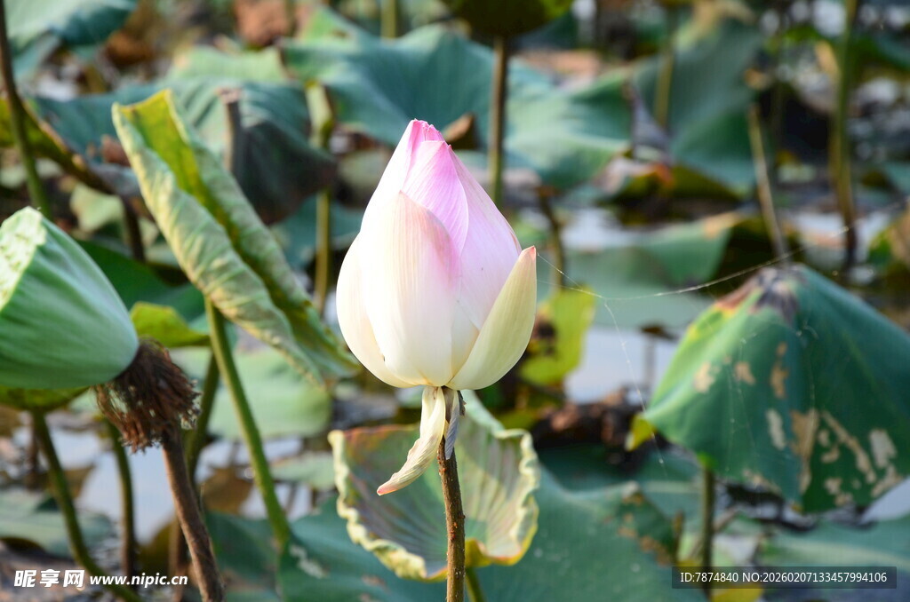 含苞待放的美丽荷花