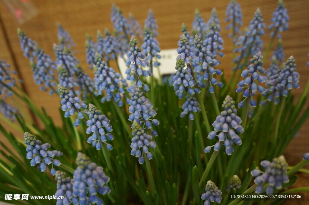 蓝紫色风信子绽放美景