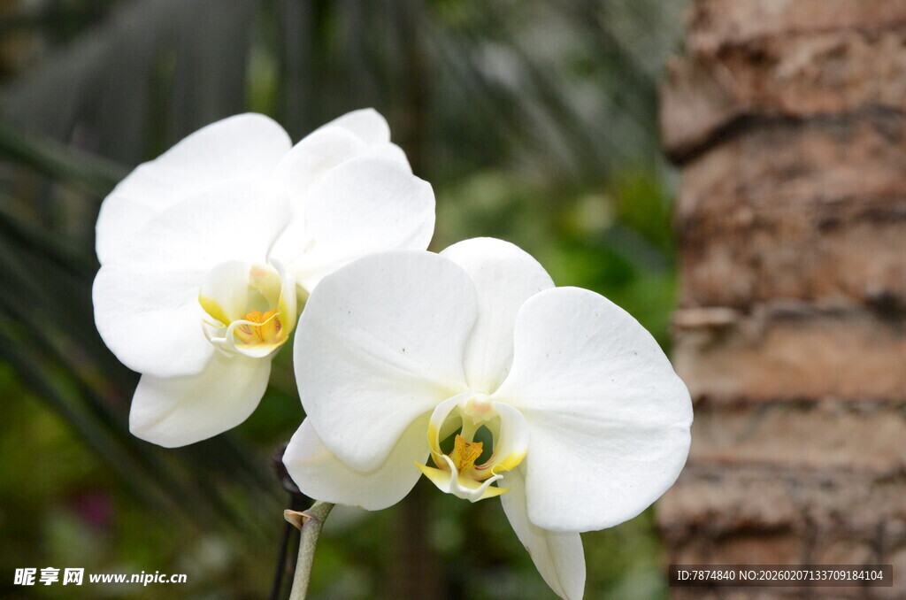 两朵洁白绽放的蝴蝶兰
