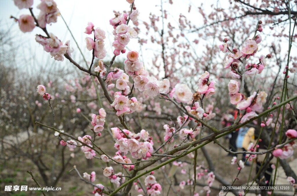 春日绽放的粉嫩桃花