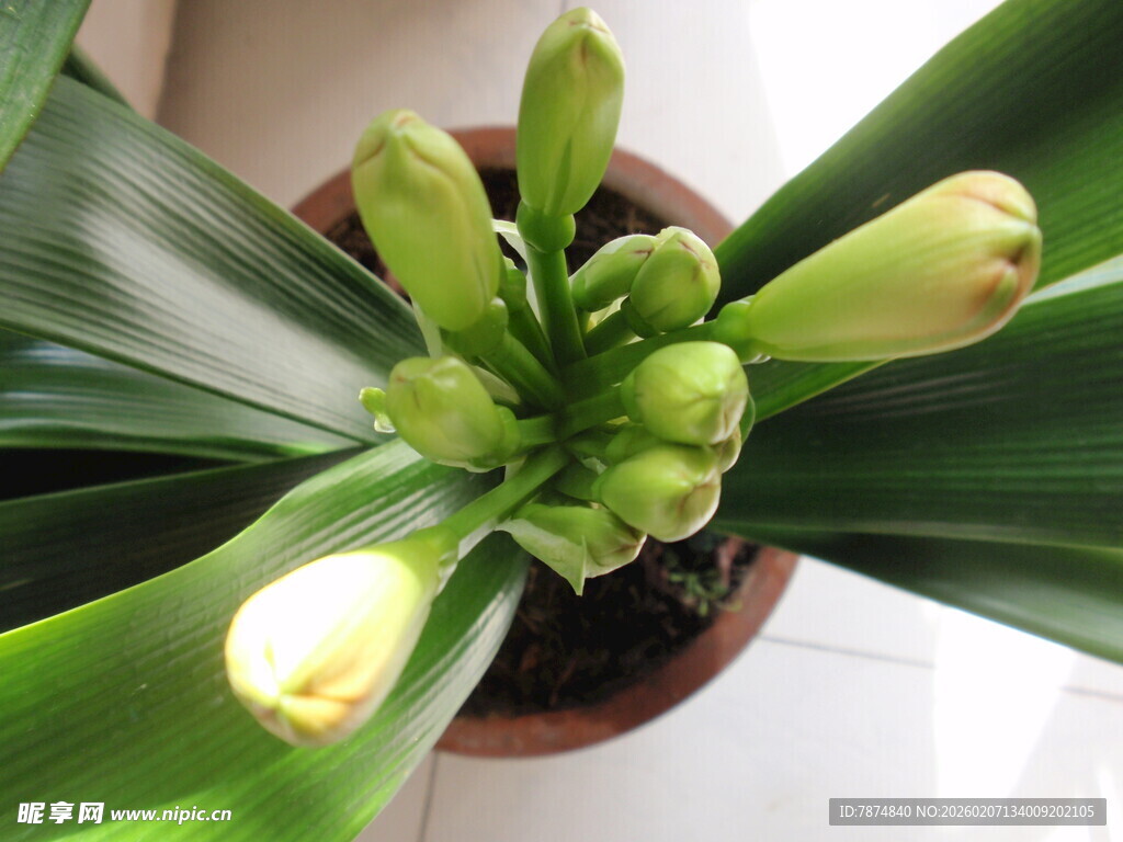 君子兰含苞待放的美丽瞬间