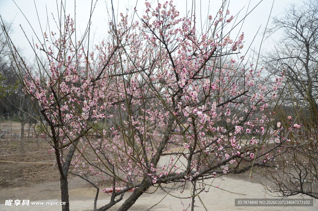 春日绽放的粉嫩桃花树