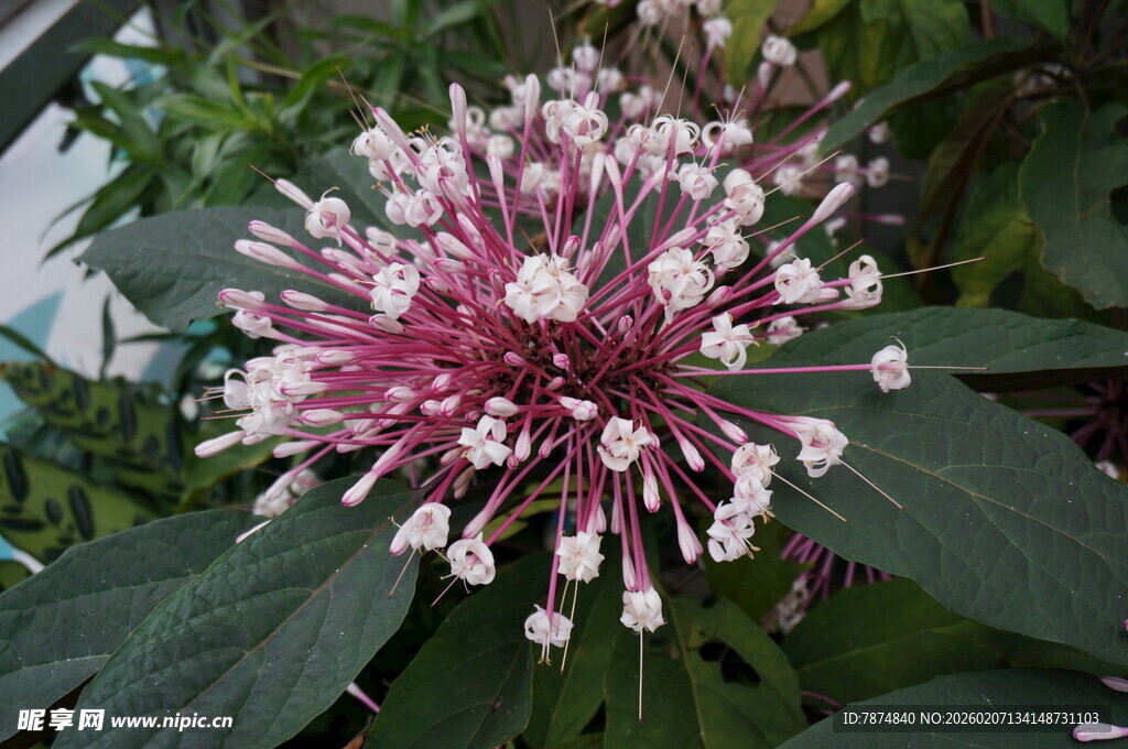 美丽粉白花朵植物特写
