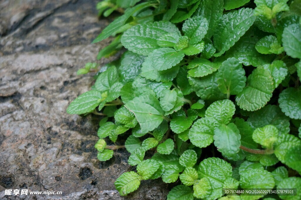 翠绿叶片依附于粗糙石面