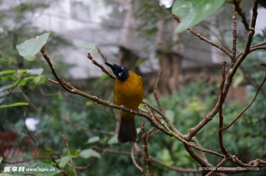 枝头黄黑相间小鸟