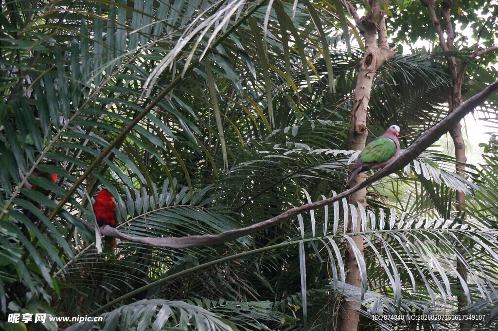 林间红鸟栖于翠绿枝叶间