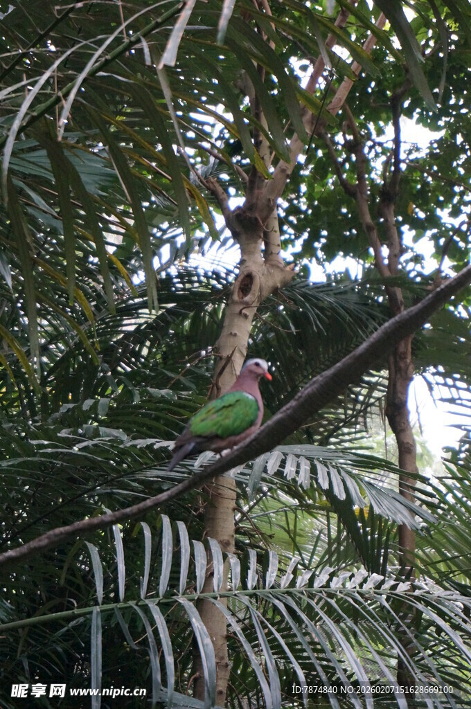 树上多彩鹦鹉