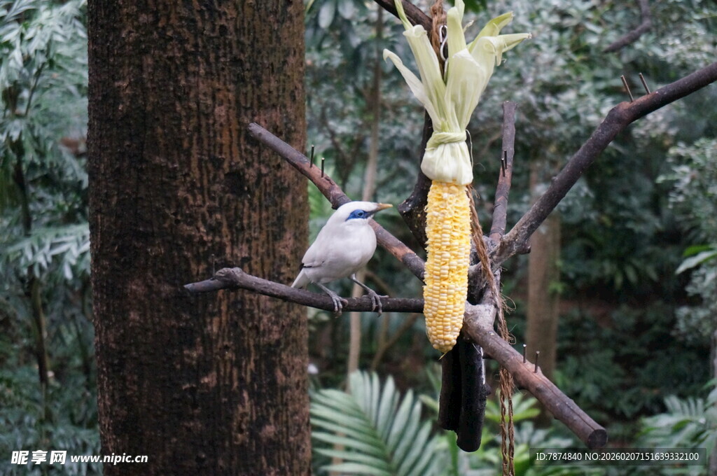 树枝上鸟儿啄食玉米