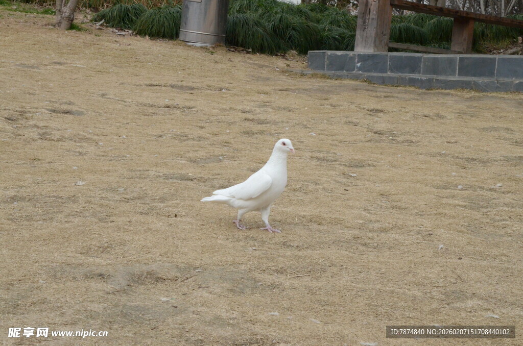 沙地上的独行白鸽