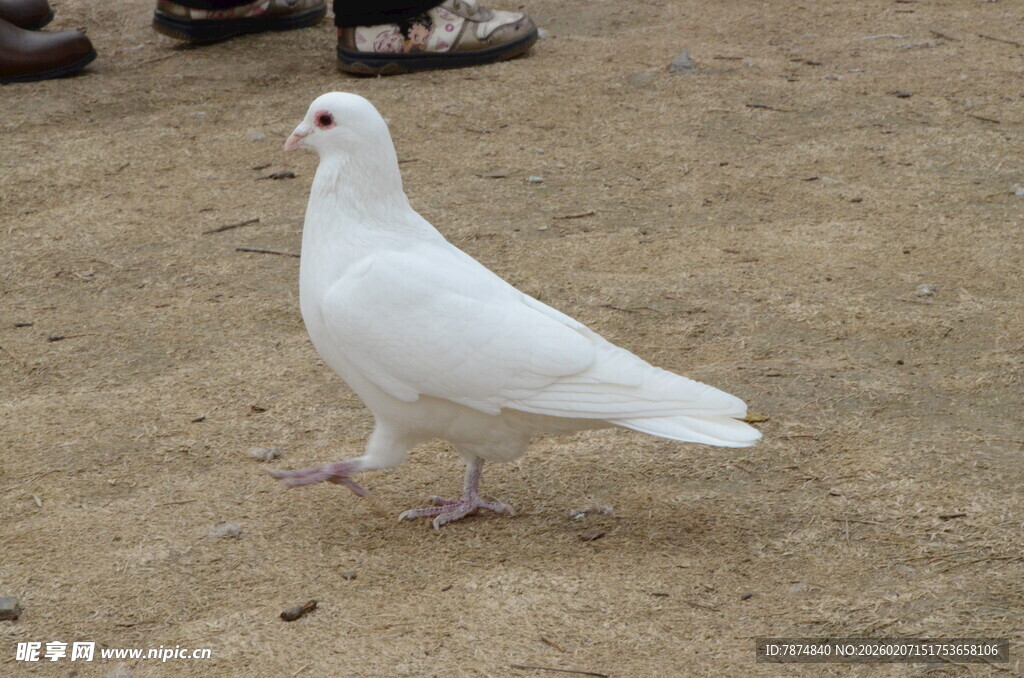 白色鸽子在地面上踱步