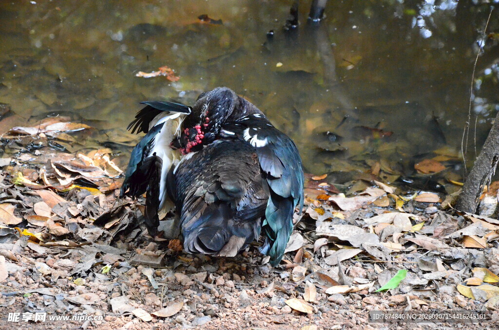 溪边休憩的多彩羽毛鸟类