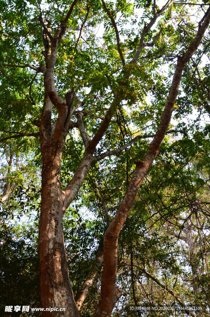 茂密树冠下的粗壮树干