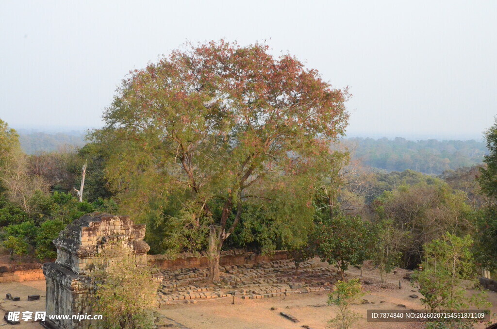野外树木与古老遗迹景观