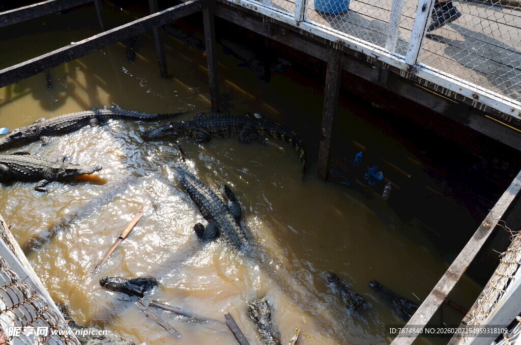 池塘中聚集的黑色鱼类