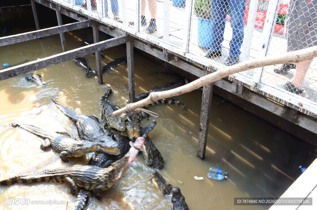 水池中养殖的多只鳄鱼