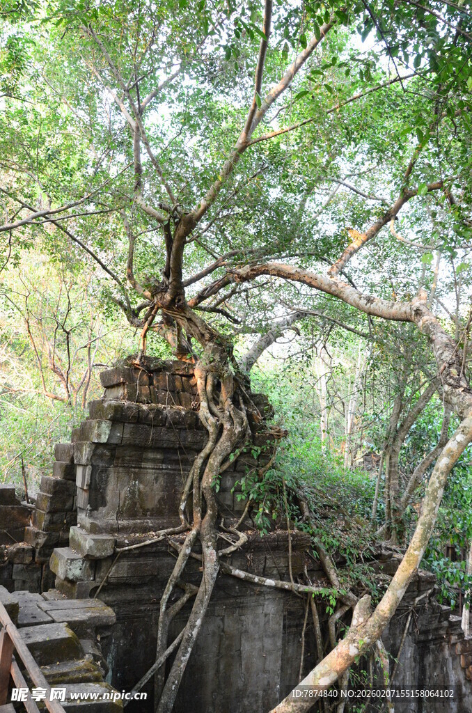 古遗迹被树根缠绕的景象