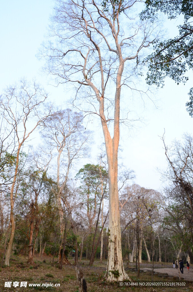 森林中的光秃树木景观