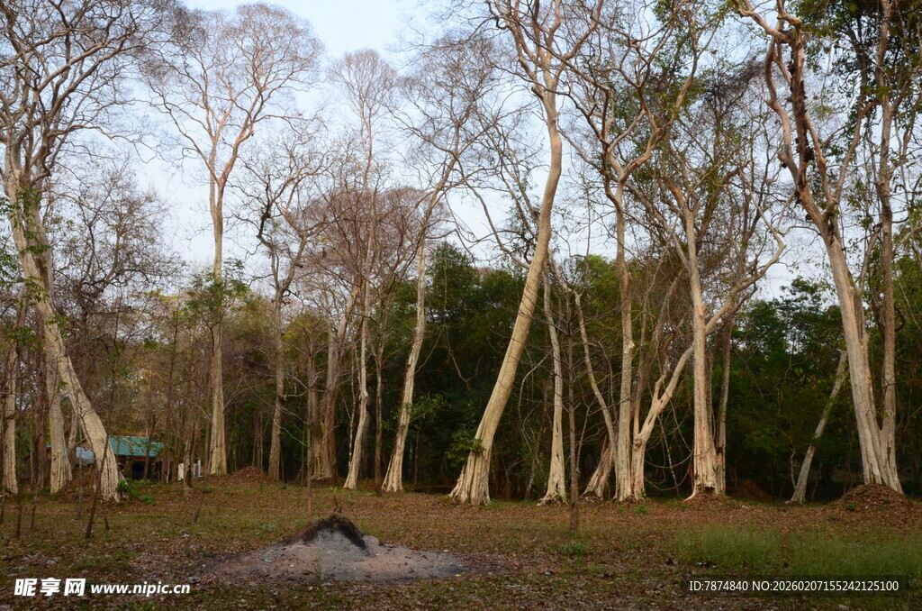 林间开阔地 静谧自然景