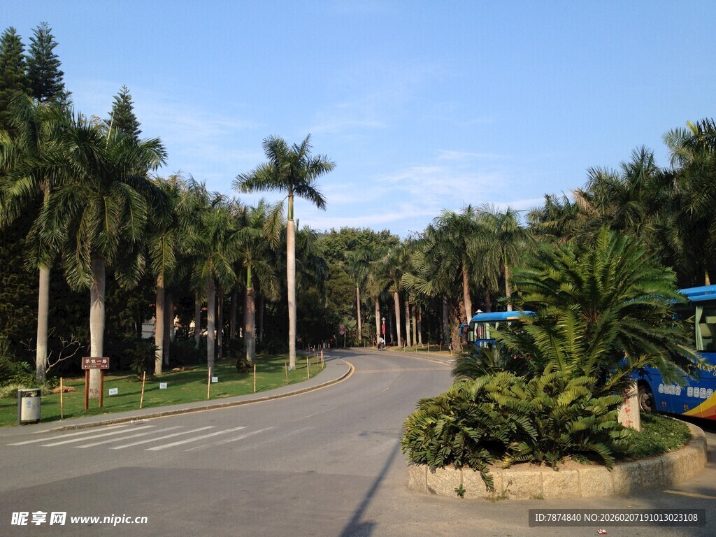 椰树成排的美丽道路