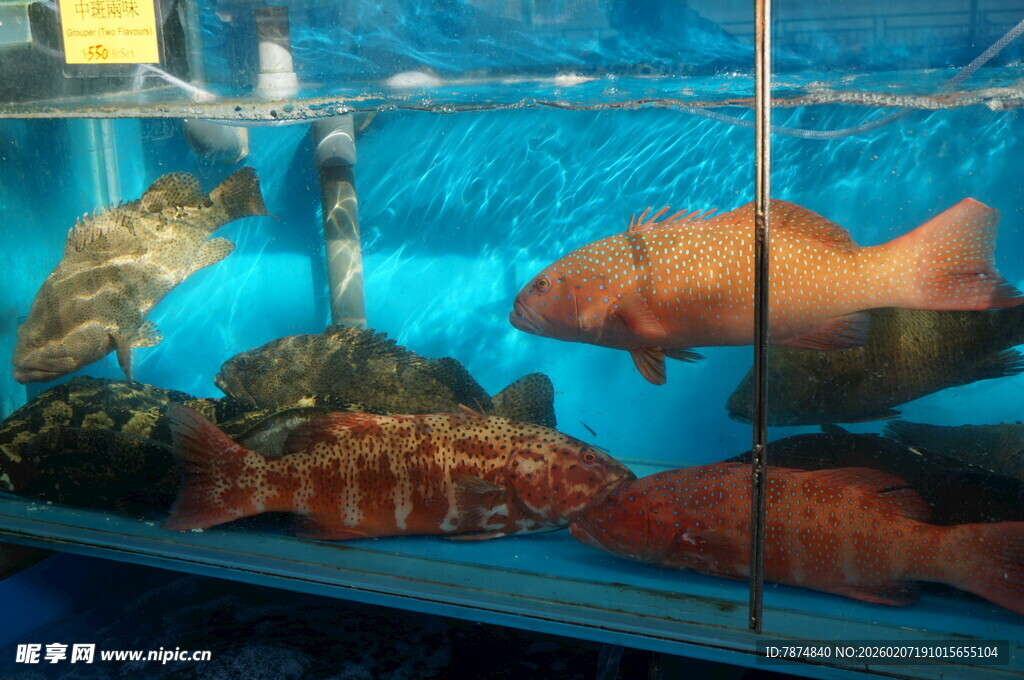 多彩观赏鱼于水族箱中游弋