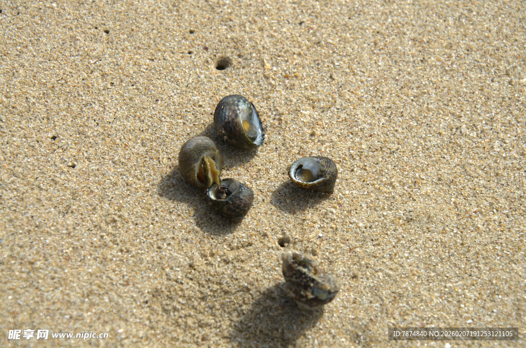 沙滩上的几颗黑色贝壳