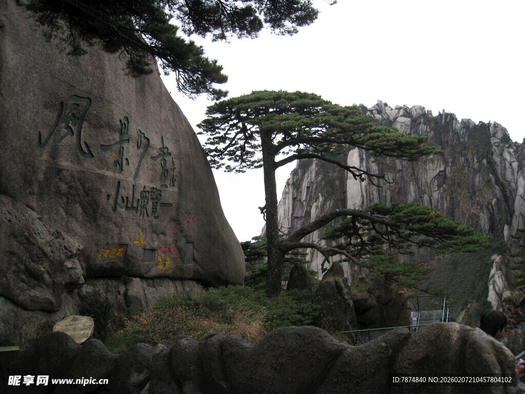 黄山奇松屹立于峭壁间