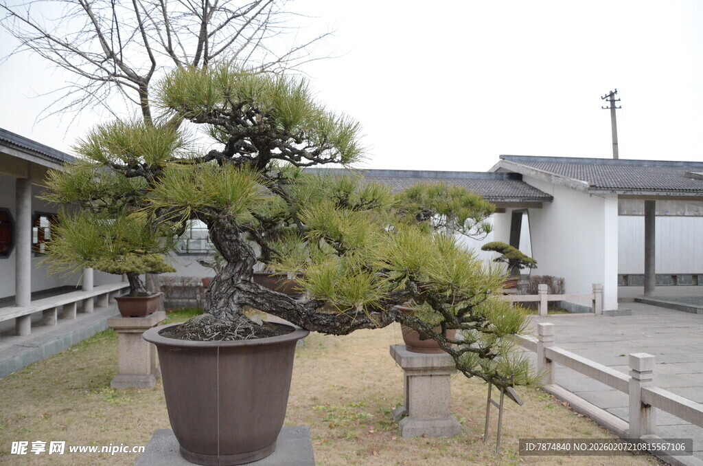 庭院中的精致盆景