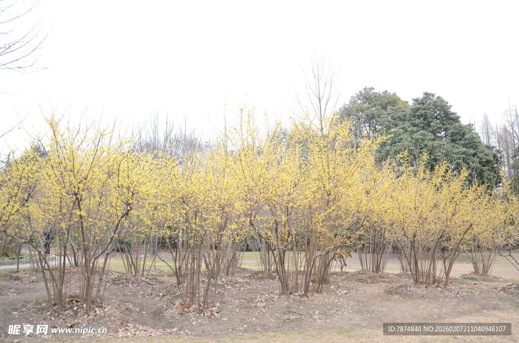 春日黄花树林景观