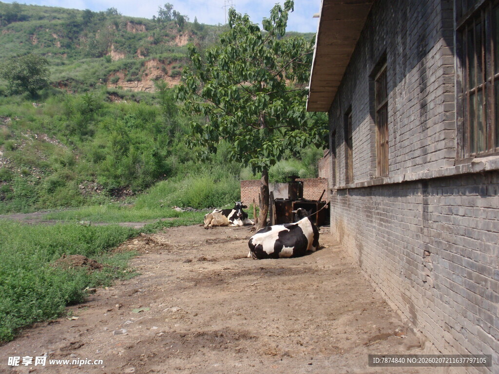 乡村墙边休憩的几头家畜