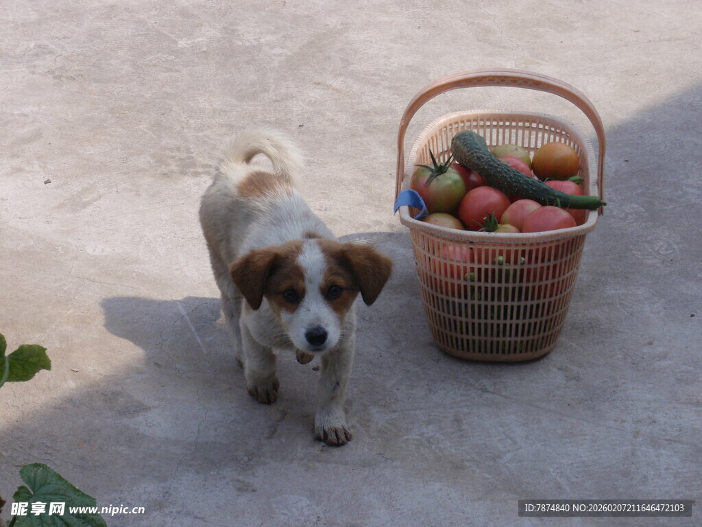 小狗与果蔬篮的温馨画面