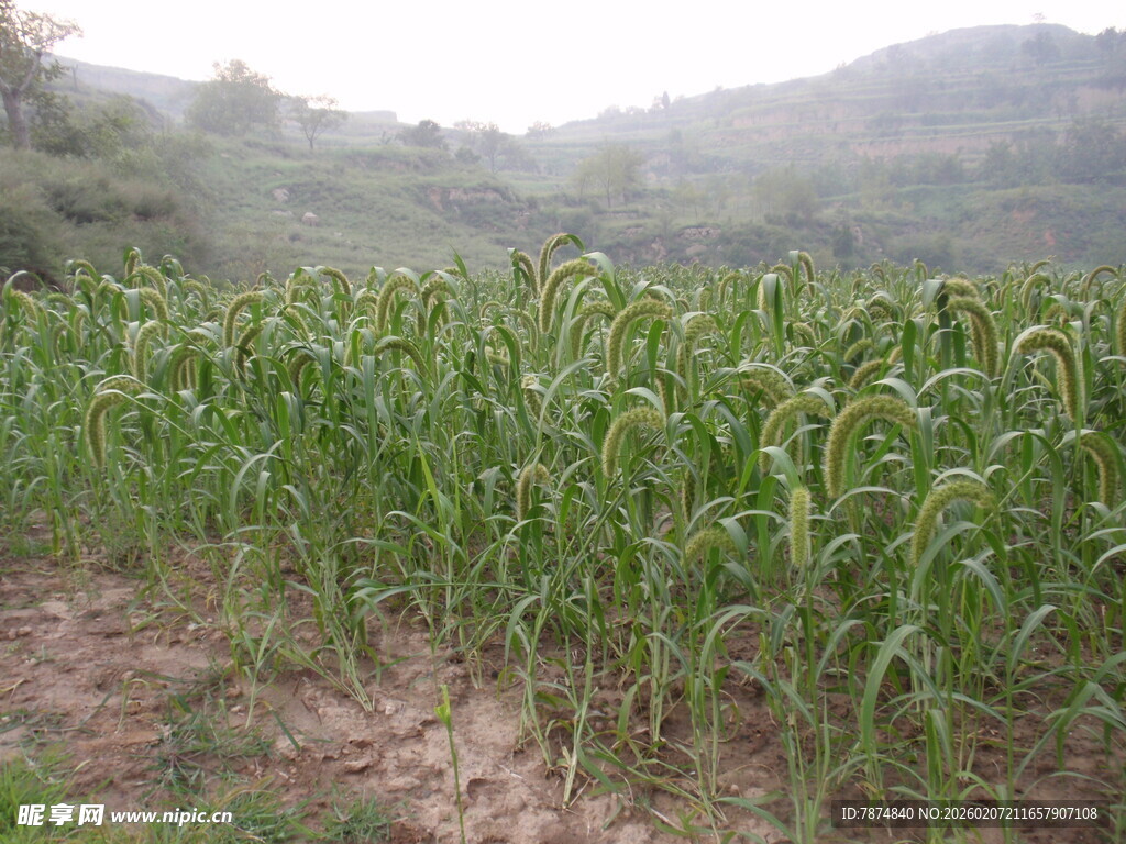 田野中的茂盛玉米植株