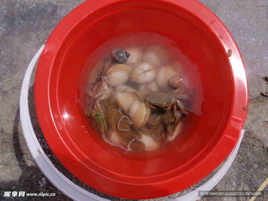 红盆中泡着的鲜活贝类