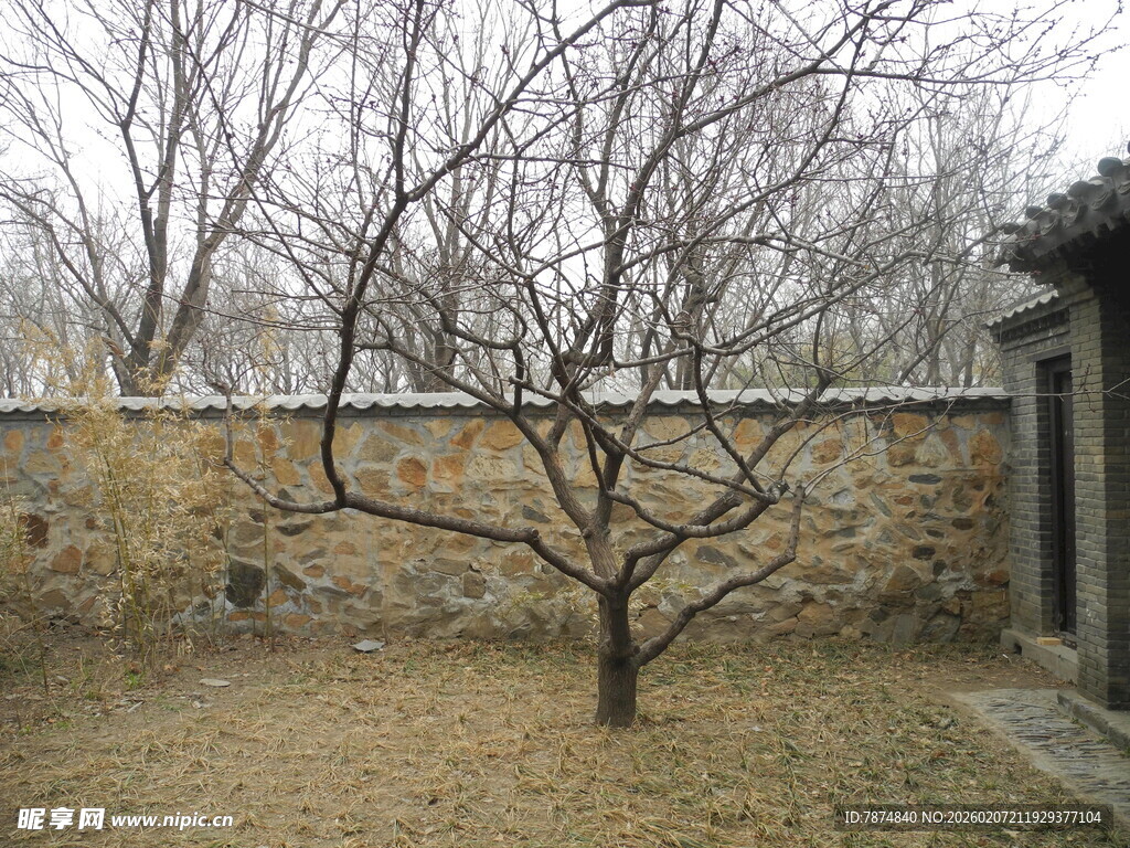 庭院枯树与古朴石墙
