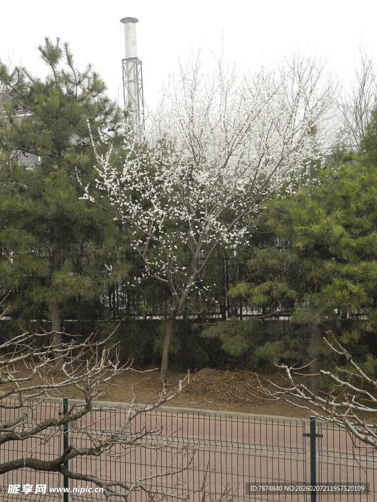 公园中盛开的白色繁花