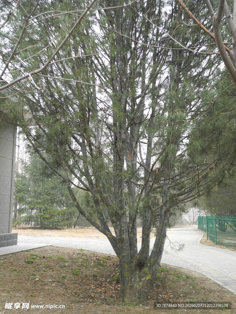 户外单棵树木景观