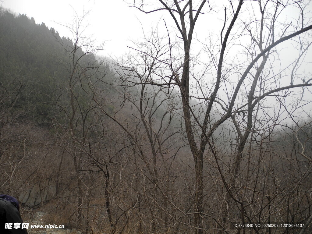 山林间萧瑟的枯树景象