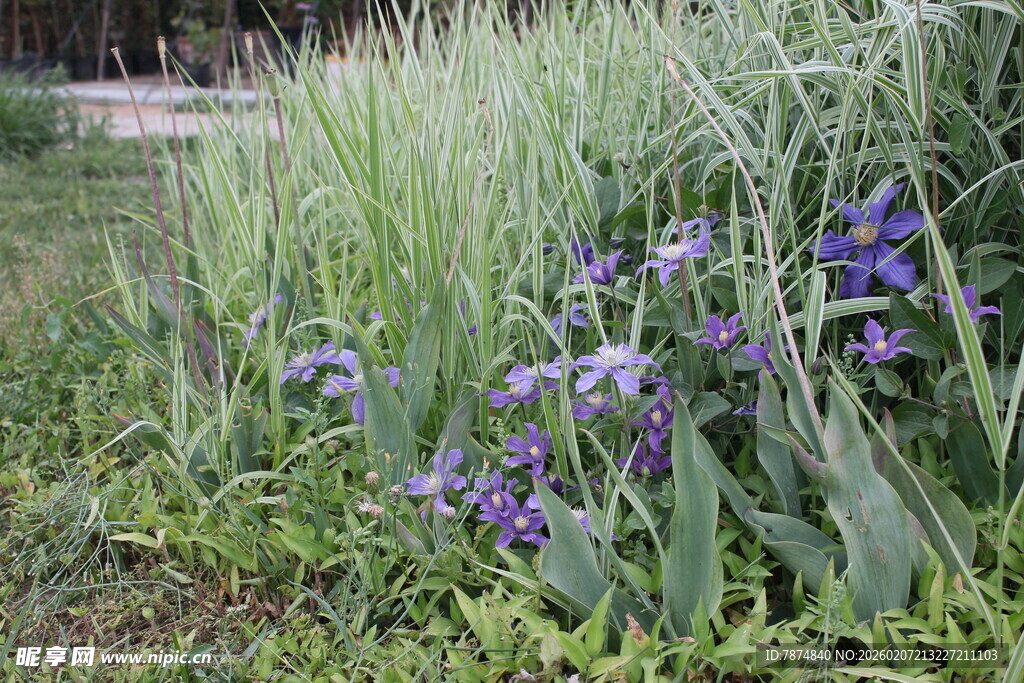紫色鸢尾花绽放于草丛间