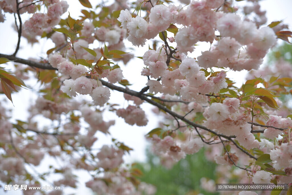 烂漫樱花枝头绽放