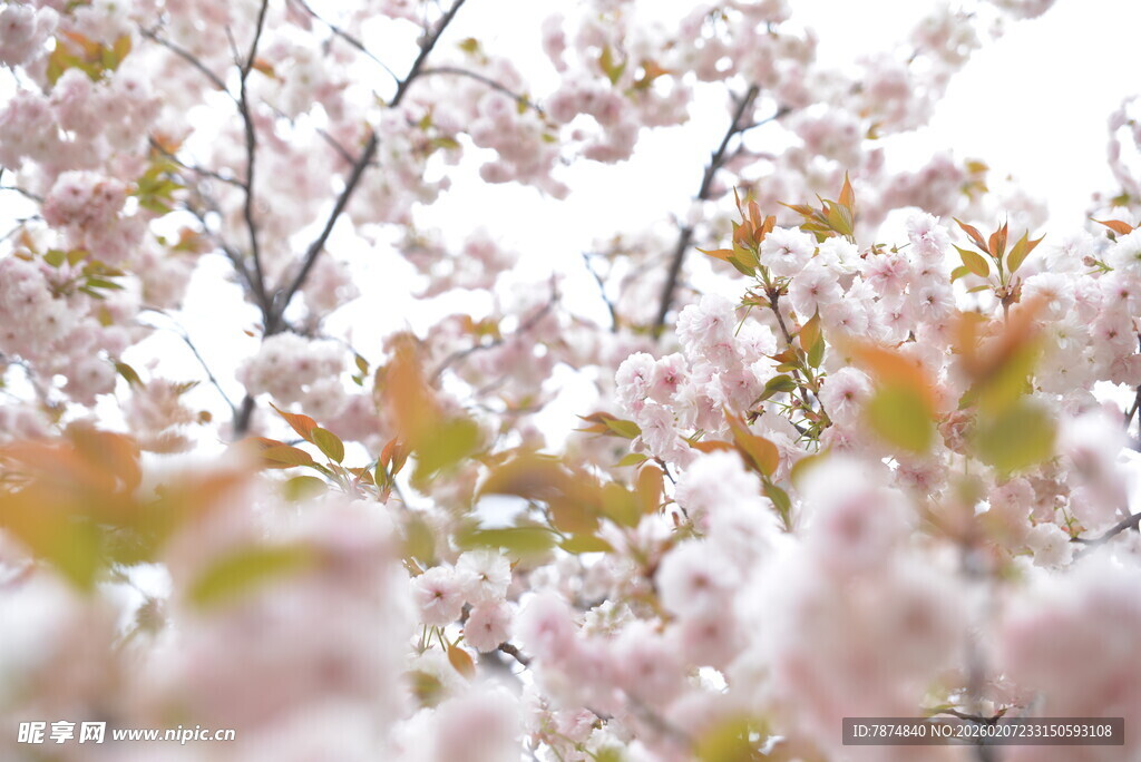 春日烂漫樱花枝头绽放