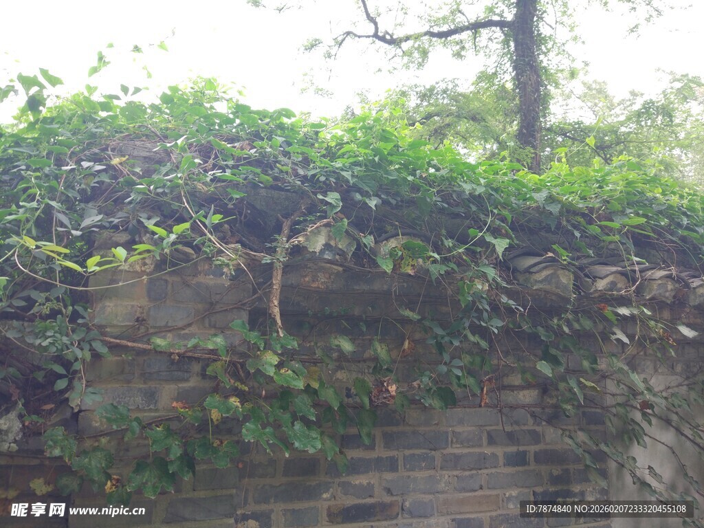 爬满绿植的古老砖墙